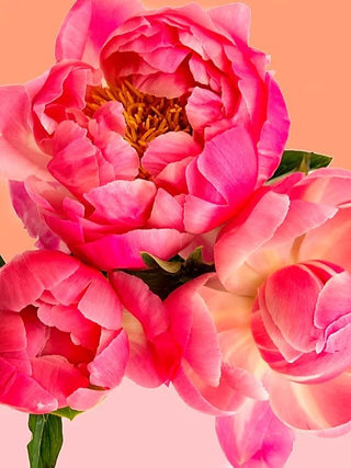 Petal Power